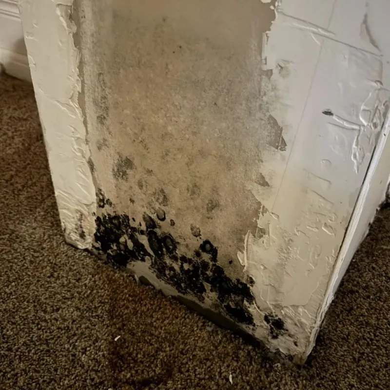 Professional Mold Removal in Franklin County, OH